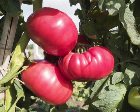 Tomate Buffalopink F1 250 seminte - seminte-de-legume.ro - seminte-de-legume.ro