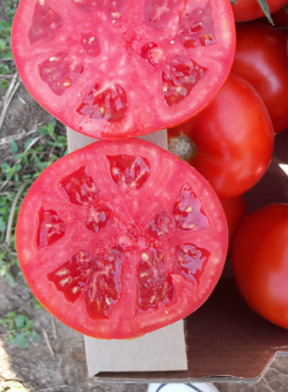 Tomate Gravitet F1 500 seminte - Syngenta - seminte-de-legume.ro