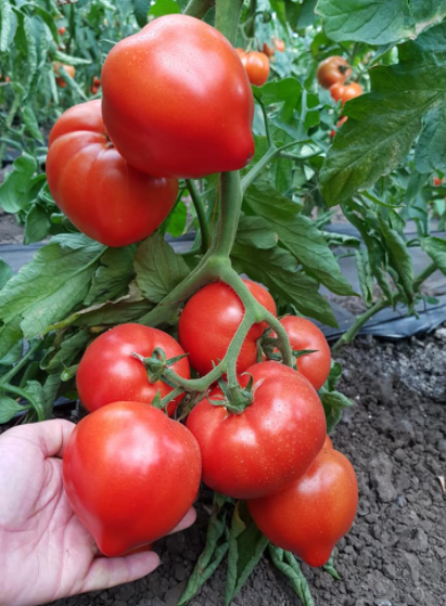 Tomate Pekonet F1 500 seminte - Syngenta - seminte-de-legume.ro