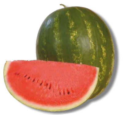 Pepene verde Karistan F1 1000 seminte - Syngenta - seminte-de-legume.ro