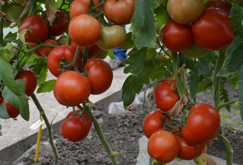 Tomate Qualitet F1 500 seminte - Syngenta - seminte-de-legume.ro