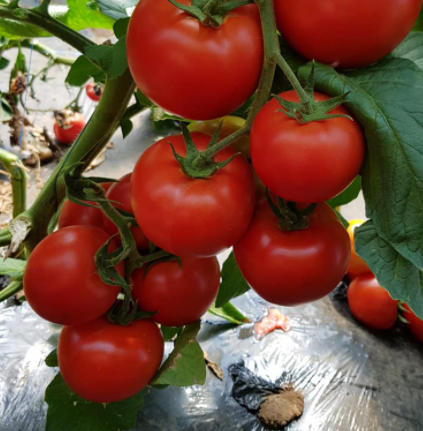 Tomate Sandoline F1 500 seminte - Syngenta - seminte-de-legume.ro