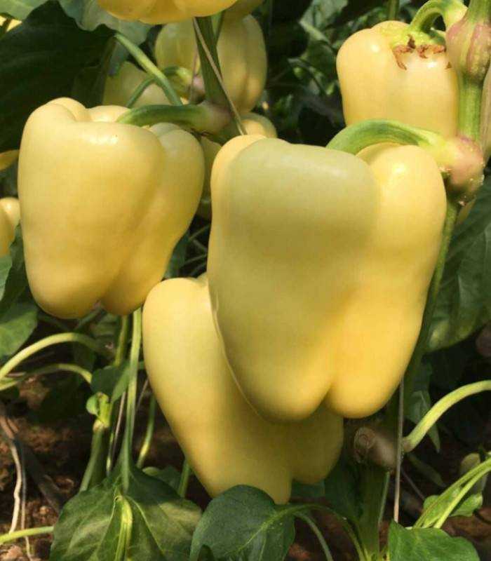 Ardei Goldano F1 1000 seminte - seminte-de-legume.ro - seminte-de-legume.ro