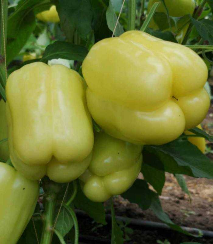 Ardei Silverado F1 1000 seminte - seminte-de-legume.ro - seminte-de-legume.ro