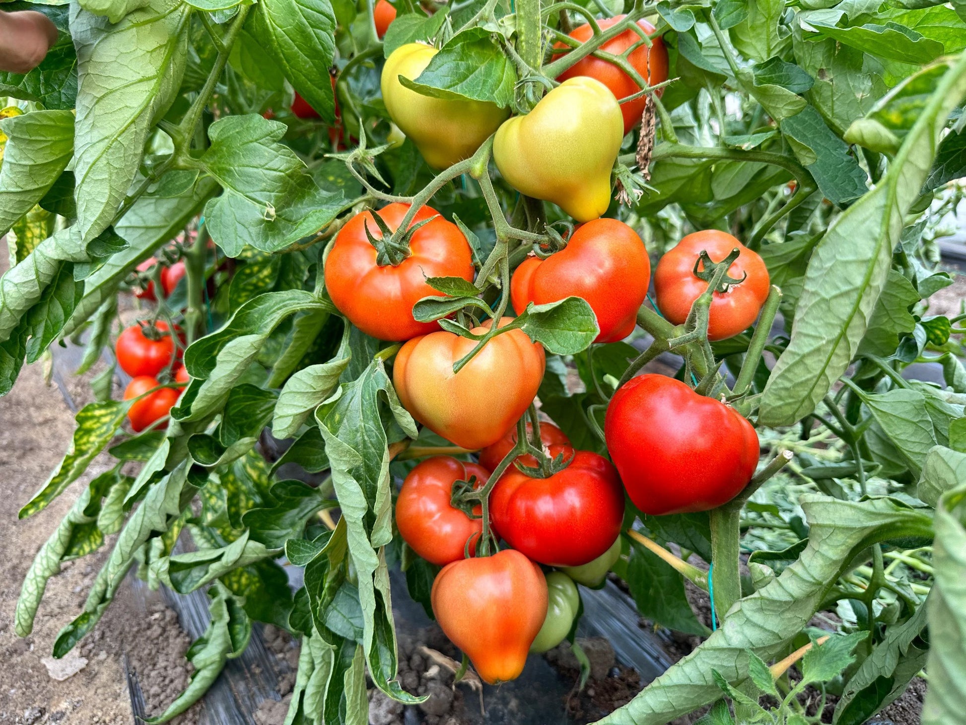 Tomate Costared RZ F1 1000 seminte - PlantGO