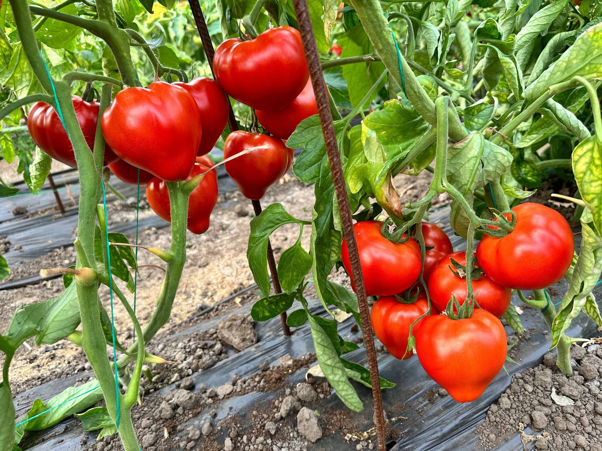 Tomate Costared RZ F1 1000 seminte - PlantGO