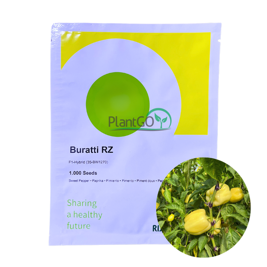 Ardei Buratti RZ F1 1000 seminte