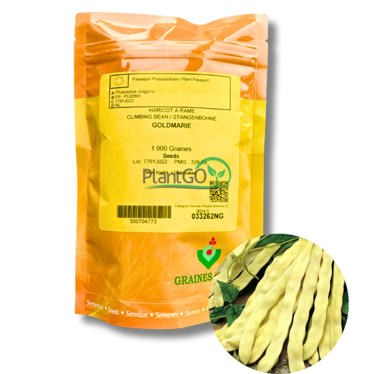 Fasole urcatoare lata Goldmarie 1000 seminte - PlantGO