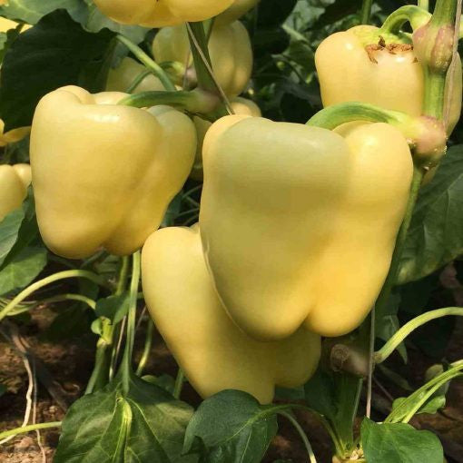 Ardei Goldano F1 100 seminte