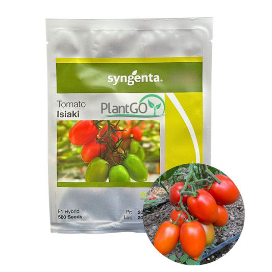 Tomate Isiaki F1 500 seminte - PlantGO