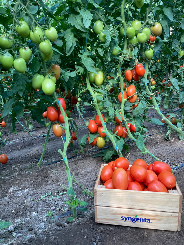 Tomate Isiaki F1 500 seminte - PlantGO