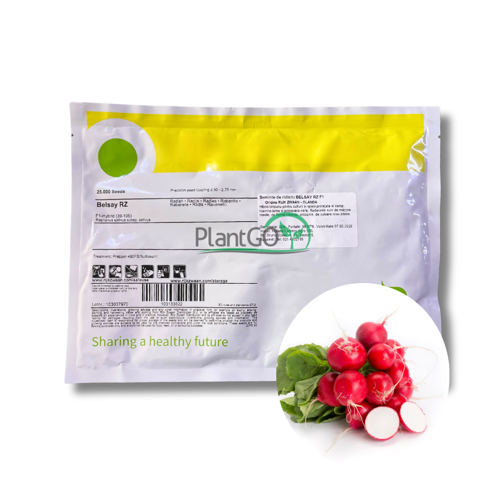 Ridichi Belsay RZ F1 25000 seminte