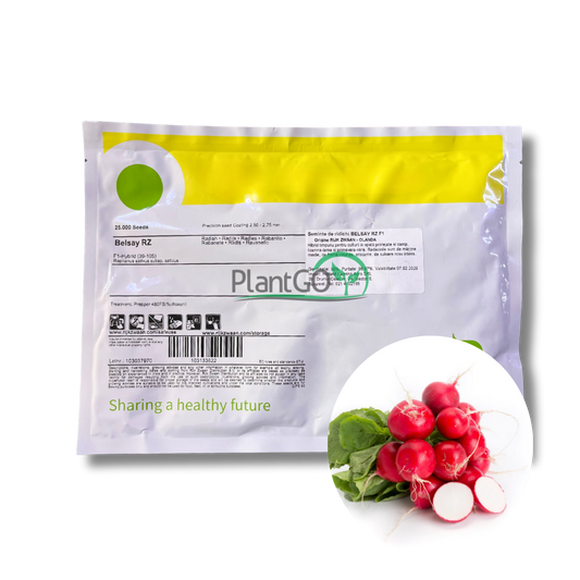 Ridichi Belsay RZ F1 25000 seminte