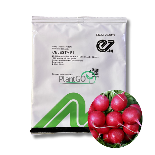 Ridichi Celesta F1 25000 seminte