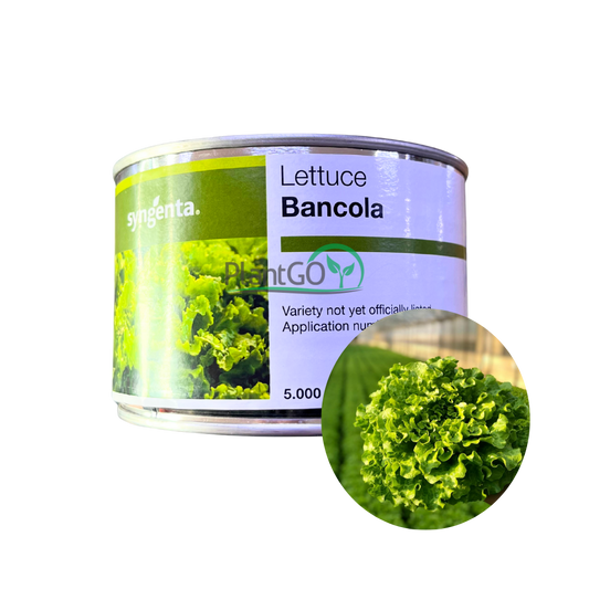 Salata creata Bancola drajata 5000 seminte - PlantGO
