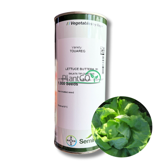 Salata Touareg drajata F1 1000 seminte - PlantGO