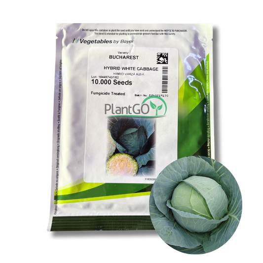 Varza Bucharest F1 10.000 seminte - PlantGO